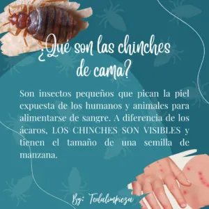 chinches de cama